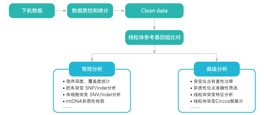 线粒体突变分析-数据分析-Ebpay(中国)基因 线粒体突变分析-数据分析-Ebpay(中国)基因