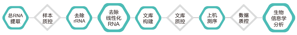 环状RNA（circRNA）测序-技术路线-Ebpay(中国)基因